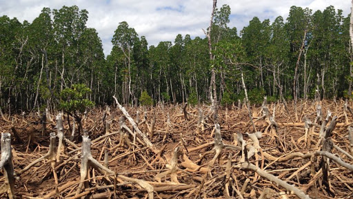 Deforestation Image